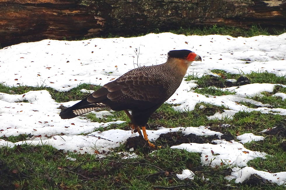 A southern crested caracara (thanks Maik for finding out)