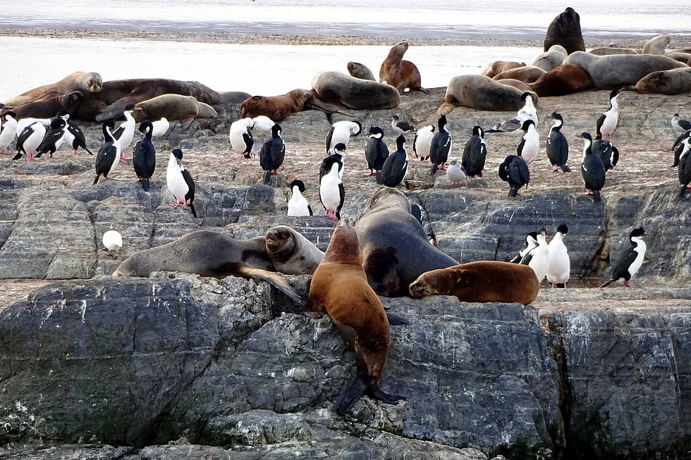 Sea lions and cormorants at Beagle Channel