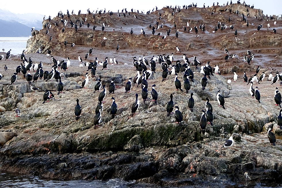 A colony of cormorants on an island in Beagle Channel