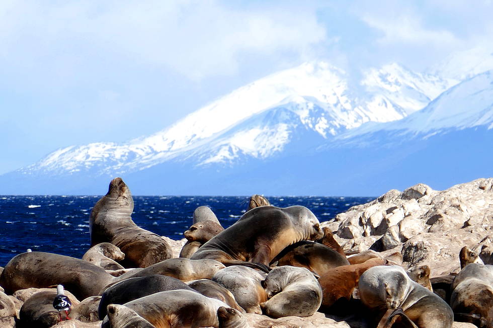 Sea lions in Beagle Channel